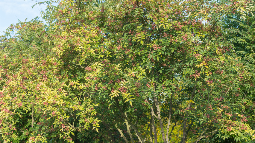 Zanthoxylum simulans multi-stem