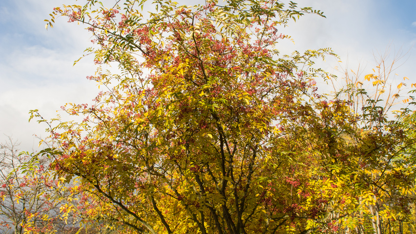 Zanthoxylum simulans multi-stem