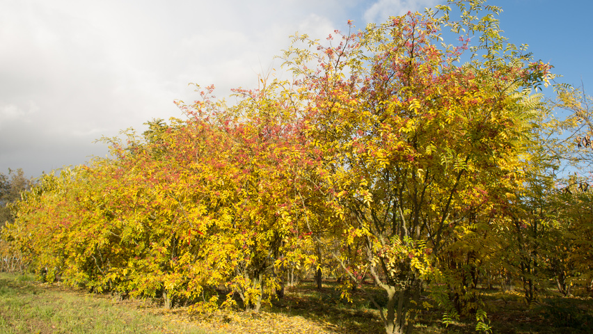 Zanthoxylum simulans multi-stem