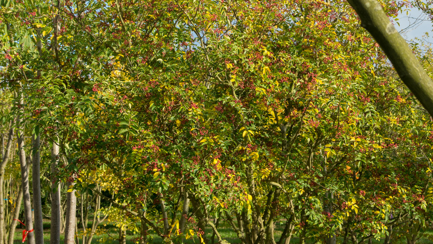 Zanthoxylum simulans multi-stem
