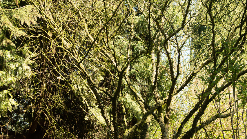 Zanthoxylum simulans multi-stem