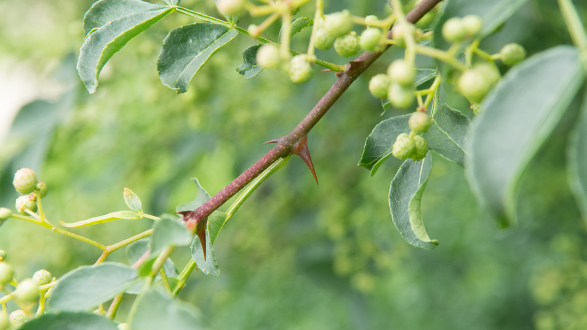 Zanthoxylum simulans twigs
