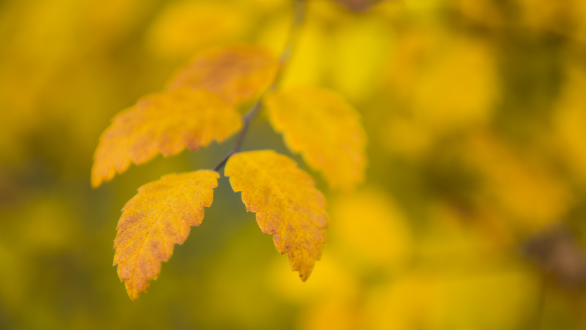 Zelkova carpinifolia autumn leaves