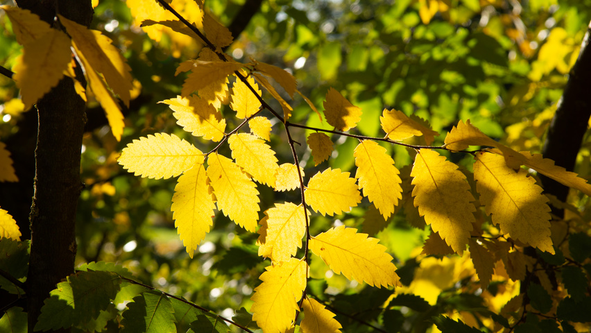 Zelkova carpinifolia autumn leaves