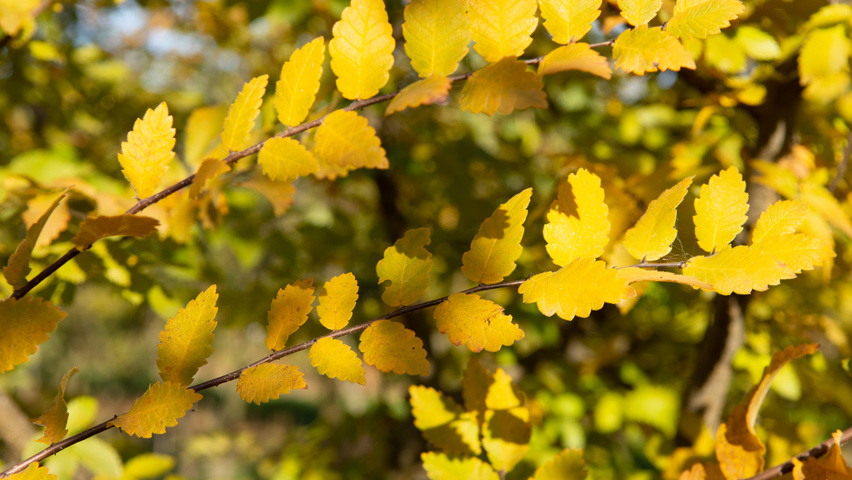 Zelkova carpinifolia autumn leaves