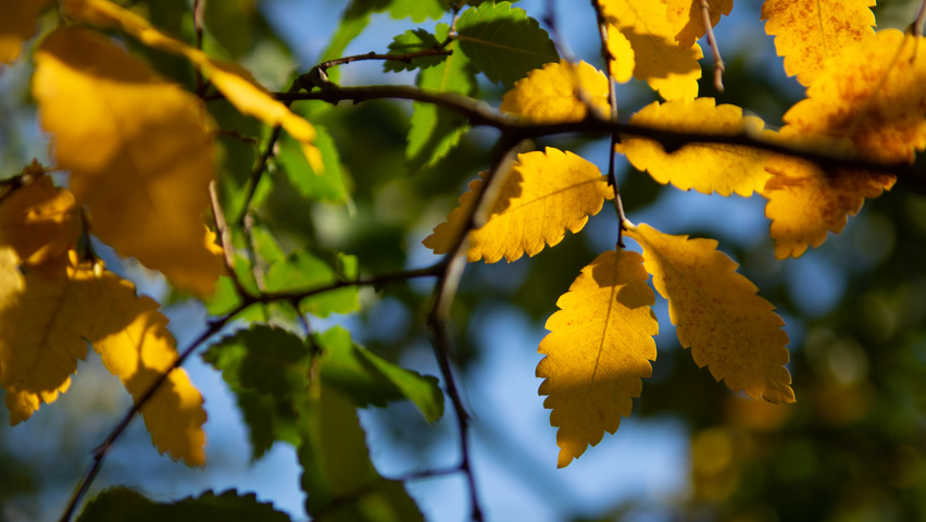 Zelkova carpinifolia autumn leaves