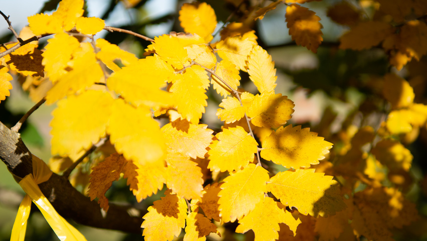 Zelkova carpinifolia autumn leaves