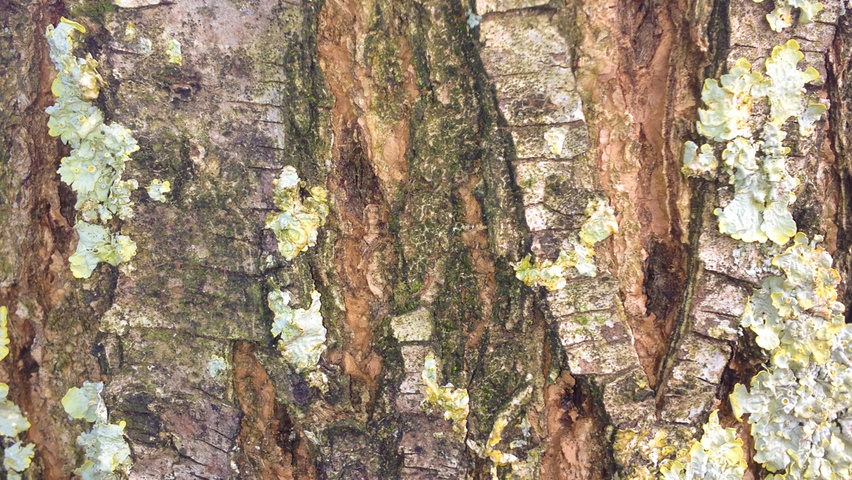 Zelkova carpinifolia bark