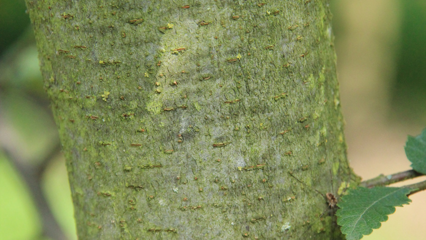 Zelkova carpinifolia bark
