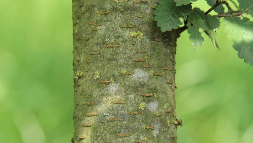 Zelkova carpinifolia bark