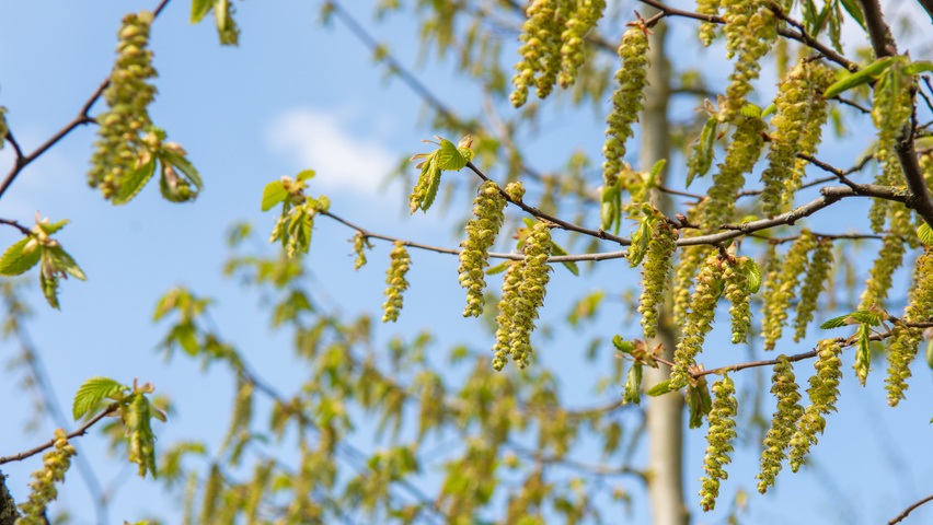 Zelkova carpinifolia flowers