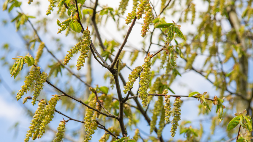 Zelkova carpinifolia flowers