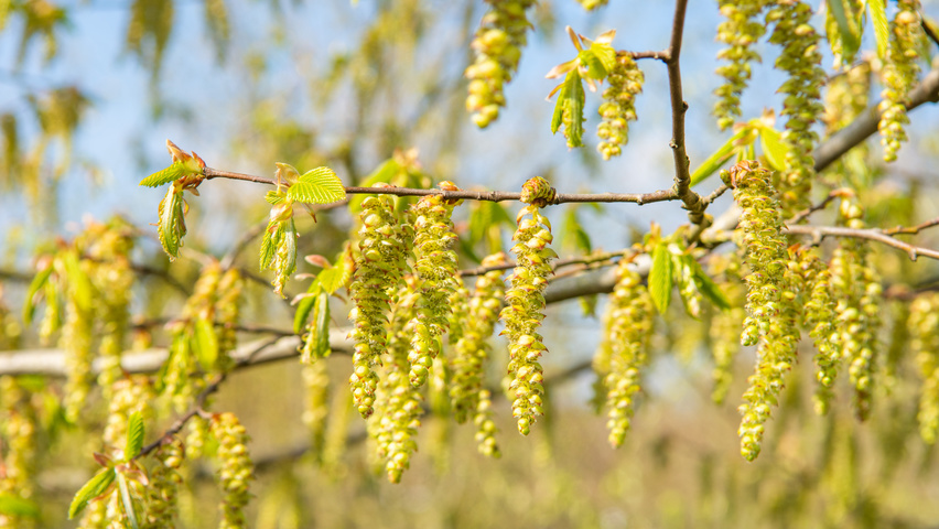 Zelkova carpinifolia flowers