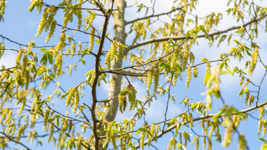 Zelkova carpinifolia flowers