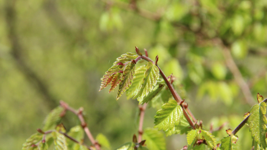 Zelkova carpinifolia leaves