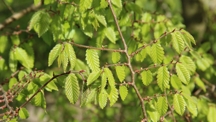 Zelkova carpinifolia leaves