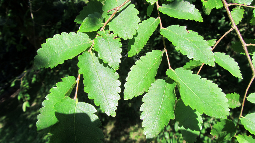 Zelkova carpinifolia leaves