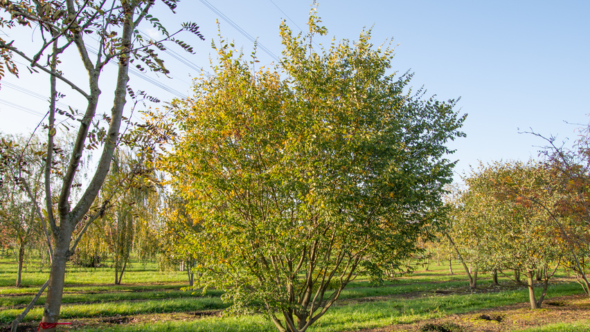 Zelkova carpinifolia multi-stem