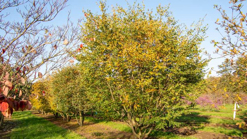 Zelkova carpinifolia multi-stem