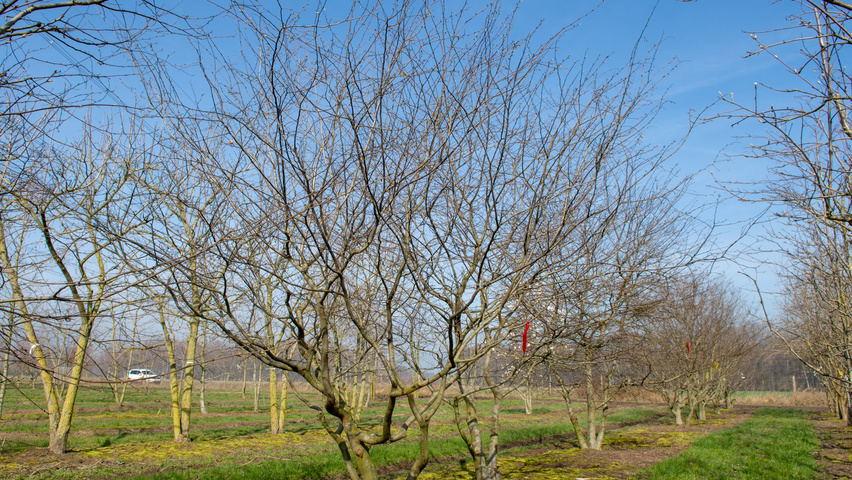 Zelkova carpinifolia multi-stem
