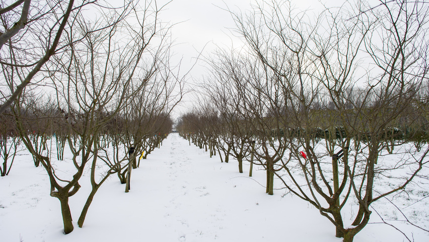 Zelkova carpinifolia multi-stem