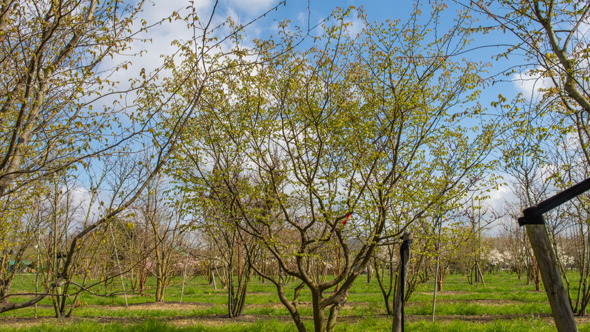 Zelkova carpinifolia multi-stem