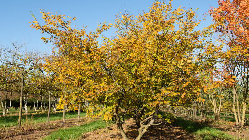 Zelkova carpinifolia multi-stem