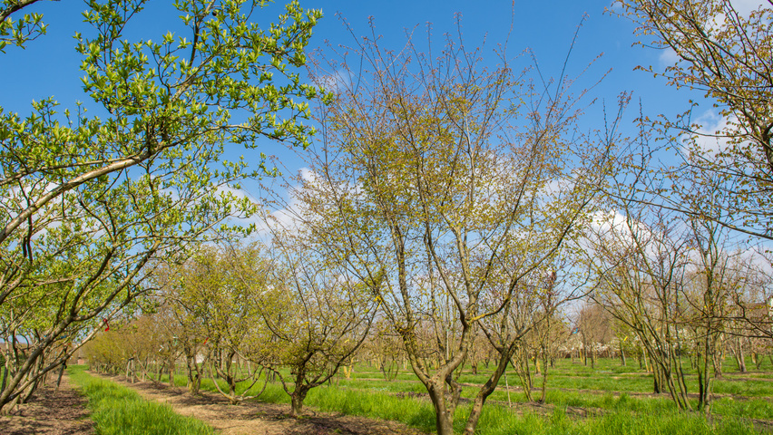 Zelkova carpinifolia multi-stem