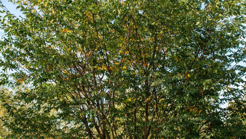 Zelkova carpinifolia multi-stem