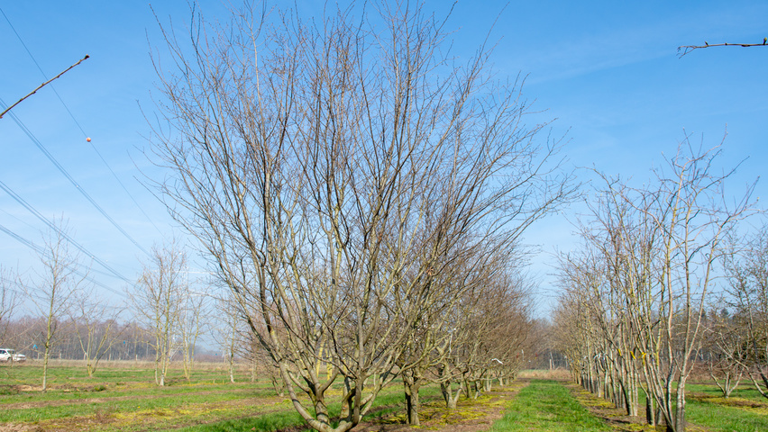 Zelkova carpinifolia multi-stem