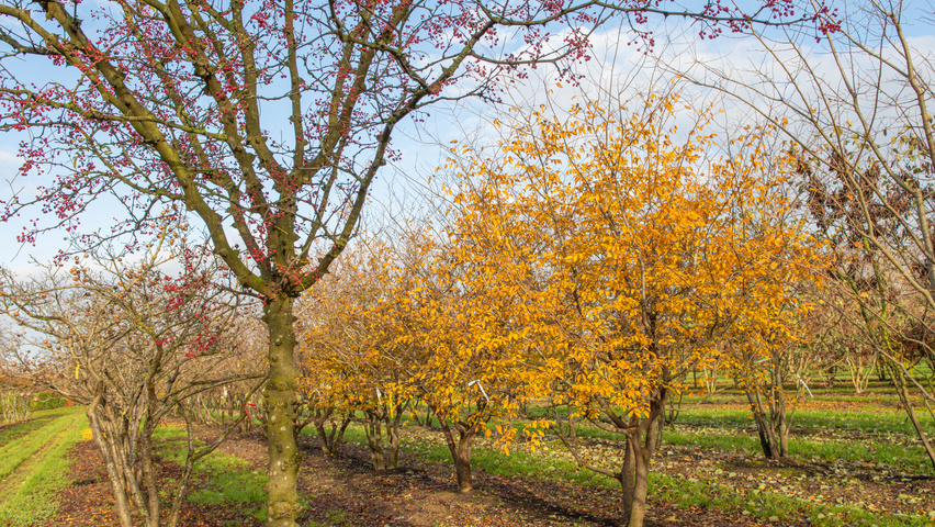 Zelkova carpinifolia multi-stem
