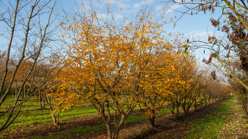 Zelkova carpinifolia multi-stem
