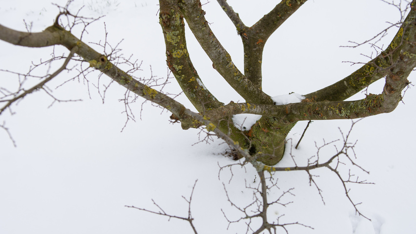 Zelkova carpinifolia twigs