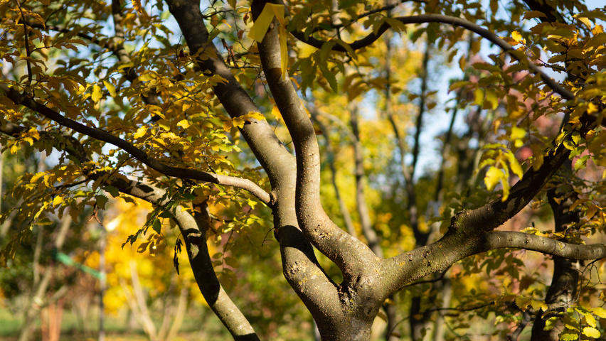 Zelkova carpinifolia twigs