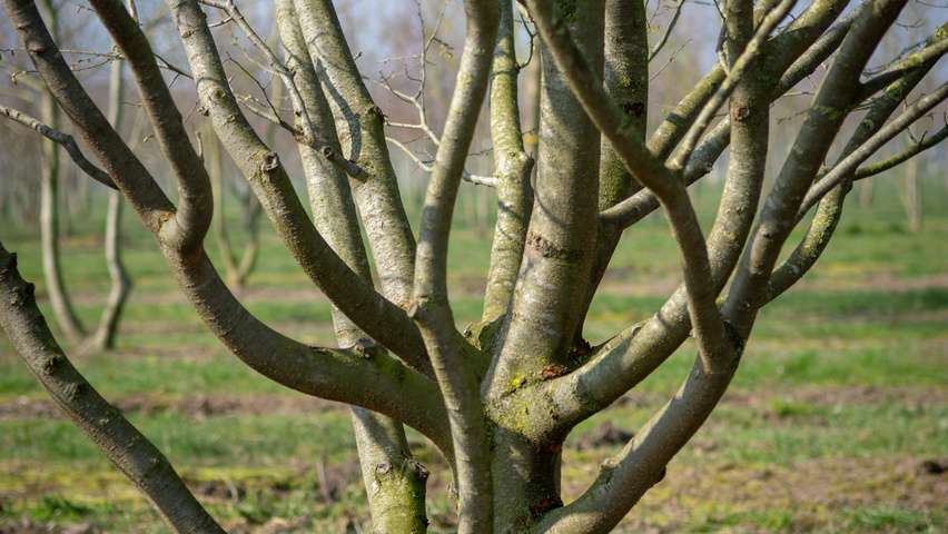 Zelkova carpinifolia twigs