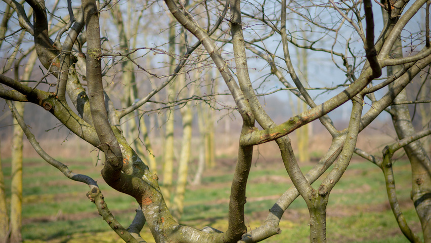 Zelkova carpinifolia twigs