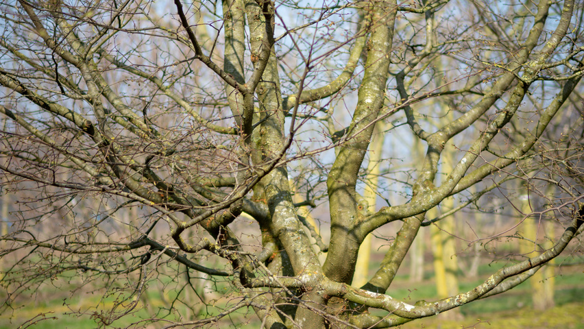Zelkova carpinifolia twigs