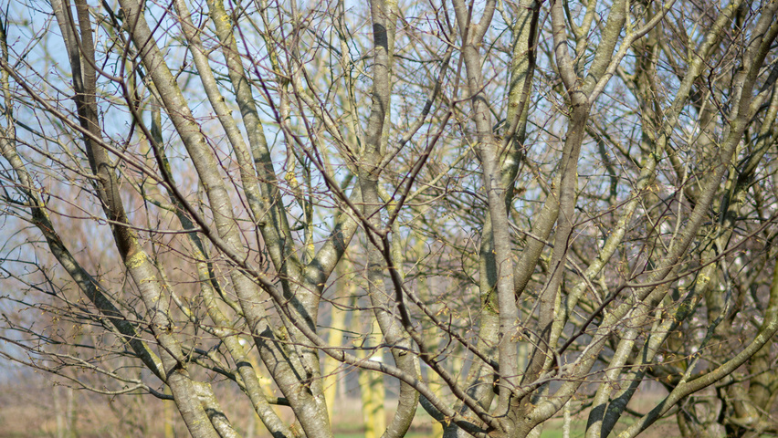 Zelkova carpinifolia twigs