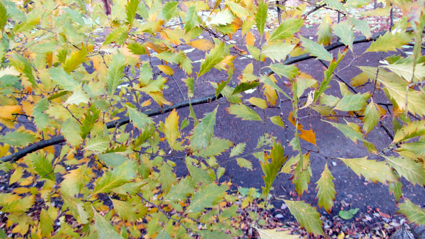 Zelkova carpinifolia 'Verschaffeltii' листья
