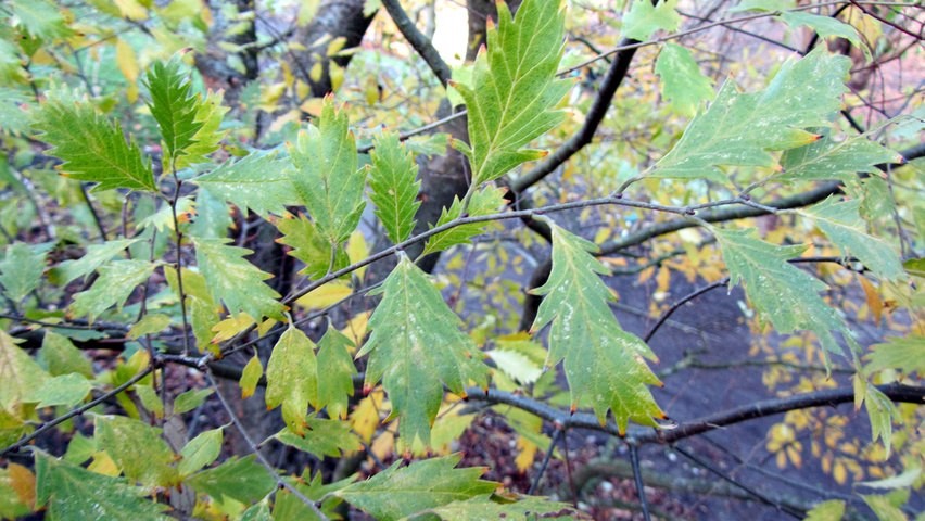 Zelkova carpinifolia 'Verschaffeltii' листья