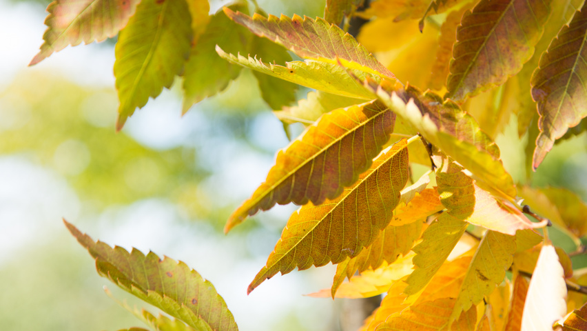 Zelkova serrata autumn leaves
