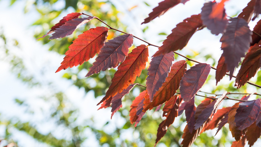 Zelkova serrata autumn leaves