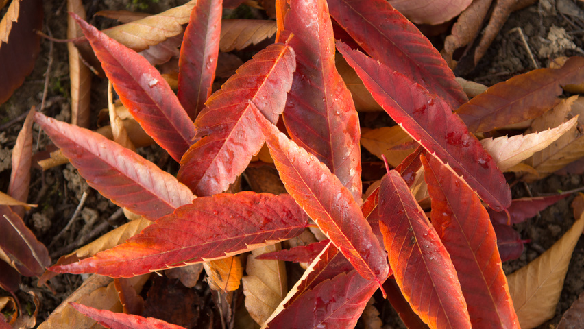 Zelkova serrata autumn leaves