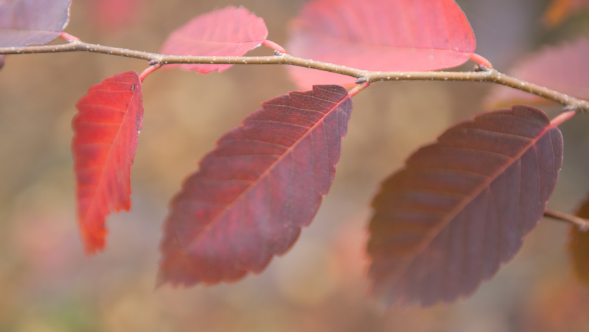 Zelkova serrata autumn leaves