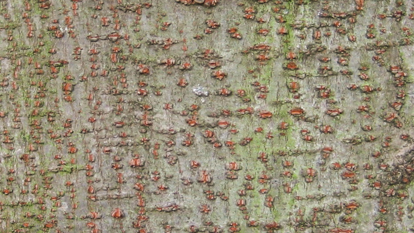 Zelkova serrata bark