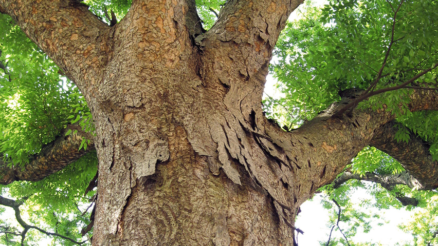 Zelkova serrata bark