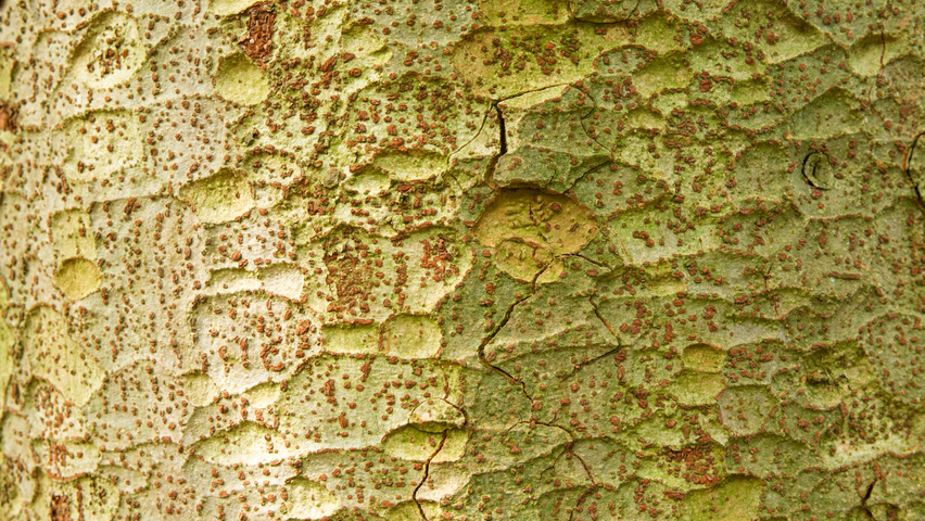 Zelkova serrata bark