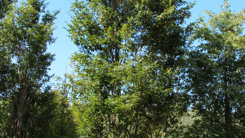 Zelkova serrata 'Flekova' beveerd