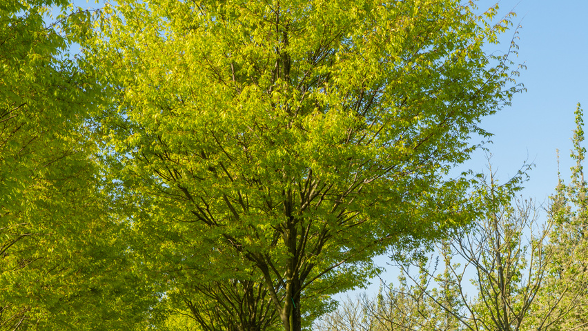 Zelkova serrata 'Flekova' hoogstam