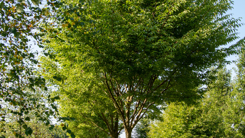 Zelkova serrata 'Flekova' hoogstam